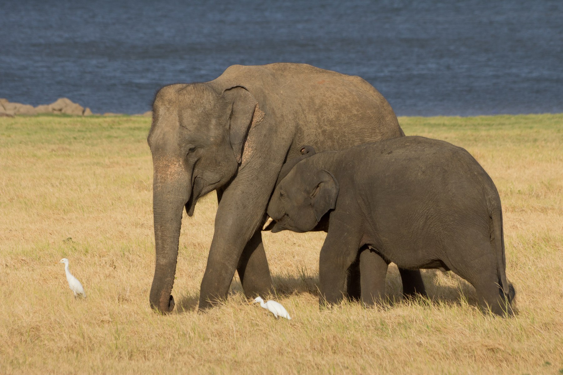Sri Lankan Family Adventure sample journey